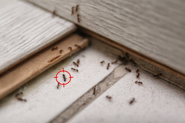Best Best Pest Control Companies  in Collegedale, TN