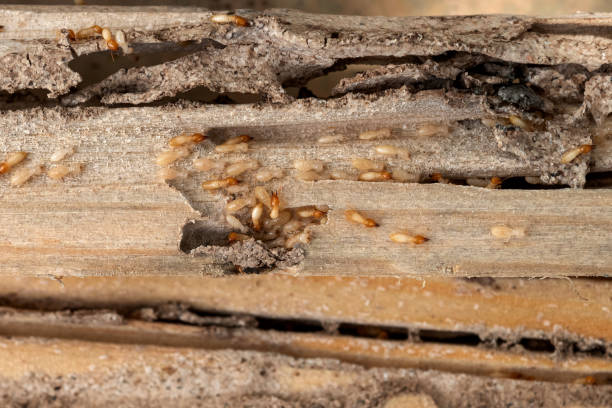 Best Affordable Pest Control Services  in Collegedale, TN