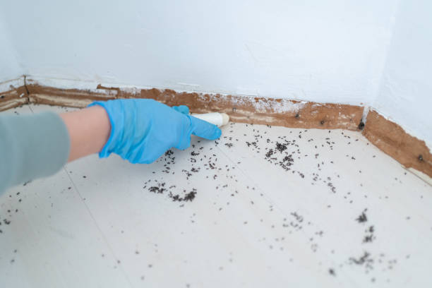 Best Flea Control Services  in Collegedale, TN