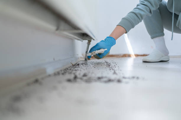 Best Termite Control Services  in Collegedale, TN