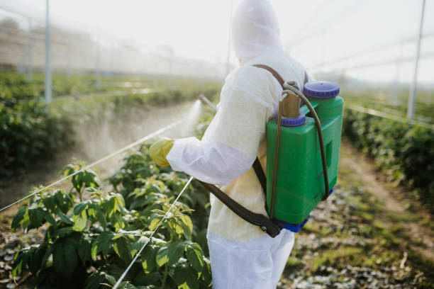 Best Bed Bug Extermination  in Collegedale, TN